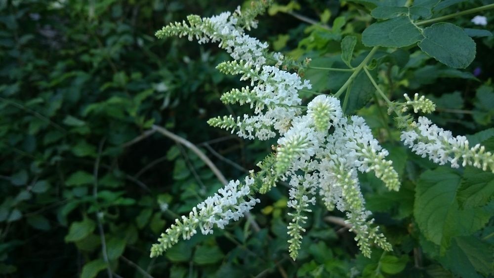 Buddleja asiatica